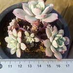 Echeveria Subcorymbosa Lau 026, (Random)