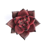 Echeveria Agavoides Ebony