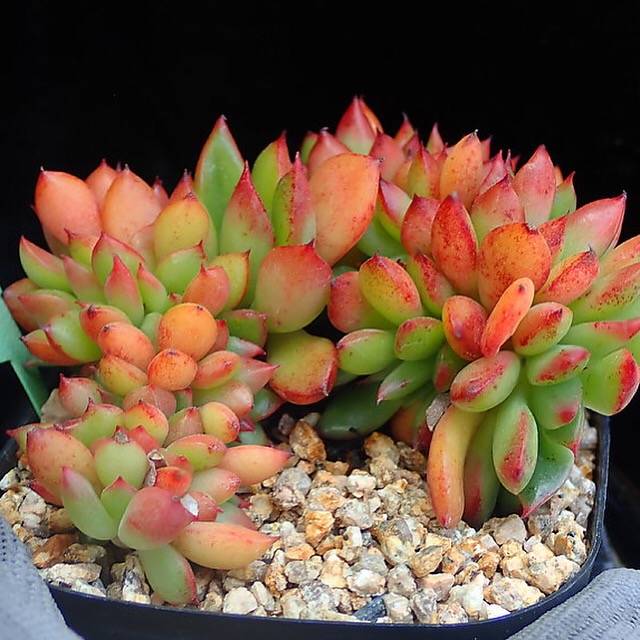 PRESALE Echeveria 'Memory' Cristata, (Random)