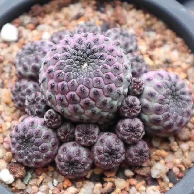 Sulcorebutia Rauschii
