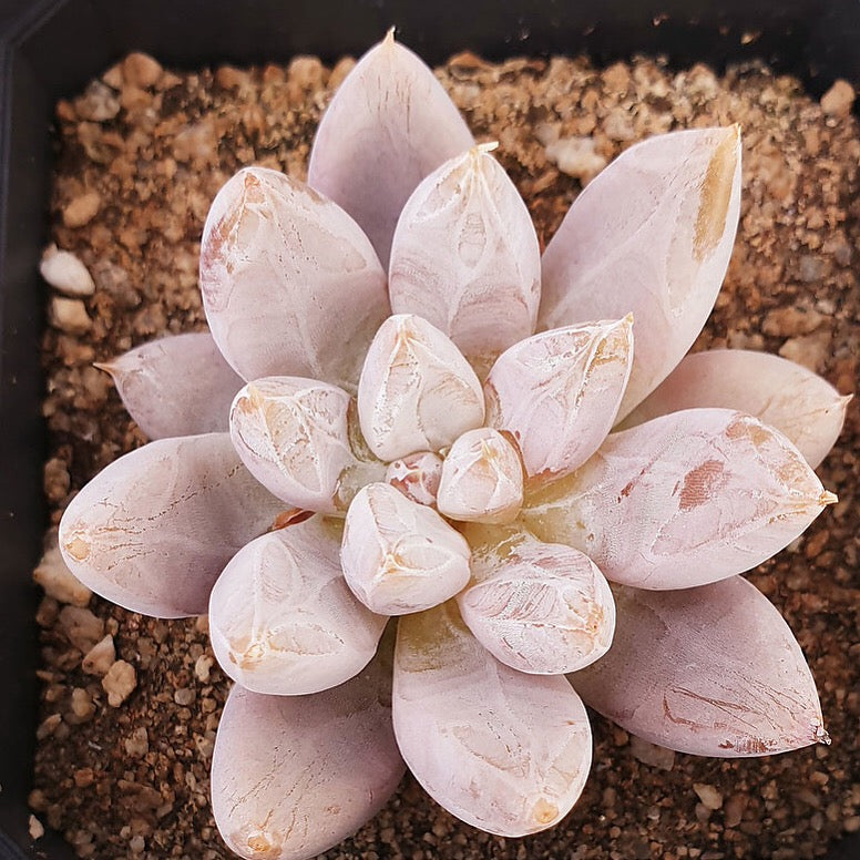 PRESALE Echeveria Tolimanensis, (Not so Random)