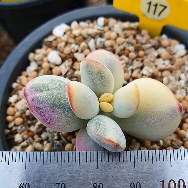 Cotyledon Orbiculata, Variegata