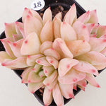 PRESALE Echeveria Maria, (Random)