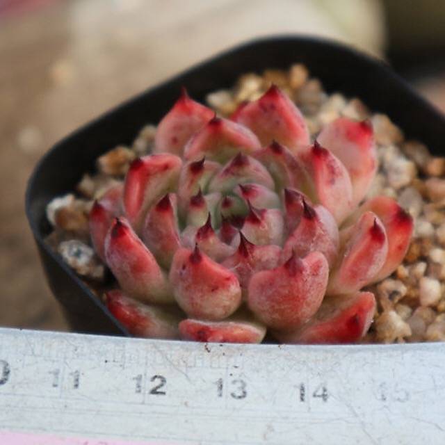 sweet succulent cherry PRESALE Echeveria Agavoides 'Cherry Blossom,' (Not so Random) – Cedar Creek  Farmhouse