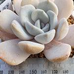 **SPECIAL PRICE** PRESALE Echeveria Tiramisu, (Random)