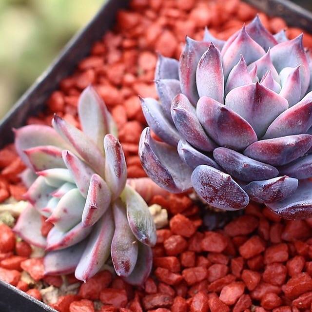 PRESALE Echeveria Laulensis Hybrid