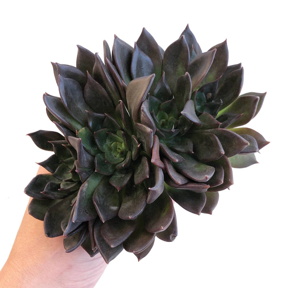 black prince succulent for sale SALE! Echeveria Black Prince Cristata