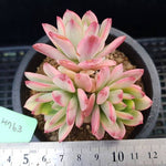 PRESALE Echeveria Mini Belle, (Random)