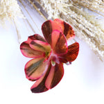 Echeveria Pre Madonna, Variegata (In Stock)