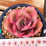 PRESALE Echeveria Red Finkle, (Random)