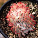 PRESALE Echeveria Esther, Cristata