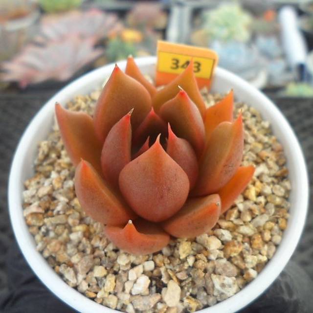 Echeveria Cinnamon