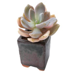 Sale! Pachyveria Pachyphytoids