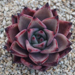 PRESALE Echeveria Agavoides 'Eggplant,' (Random)