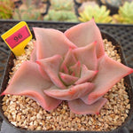 PRESALE Echeveria Madiba, (Random)