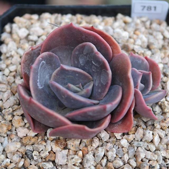 PRESALE Echeveria Blue Metal, (Random)