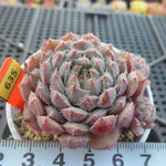 PRESALE Echeveria Setosa x Vincent, (Random)