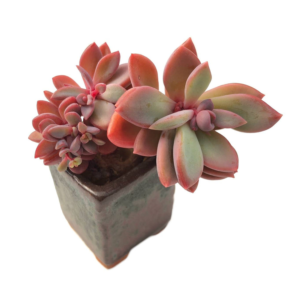 SALE! Echeveria Rezry