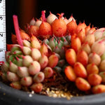 PRESALE Echeveria Green Surf, (Not so Random)