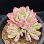 PRESALE Echeveria Mini Belle, (Random)