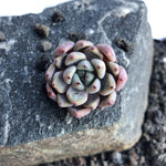 SPECIAL! JUST CART!! Echeveria Canape