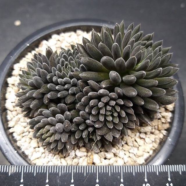 PRESALE Sinocrassula Yunnanensis, (Random)