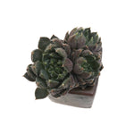 Sale! Echeveria Scorpio, Cluster