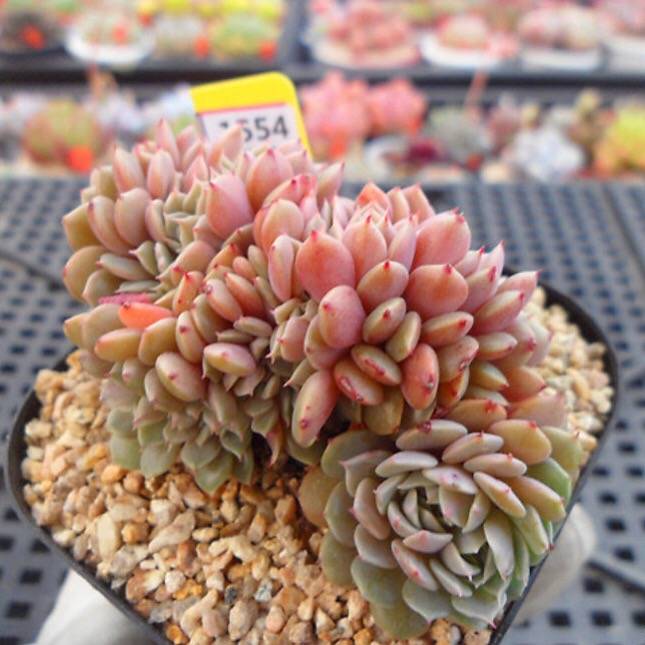 PRESALE Echeveria Tuxpan Cristata, (Not so Random)