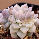 PRESALE Echeveria Prolifica, Variegata, (Not so Random)