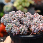 PRESALE Graptopetalum Blue Beans, Cluster