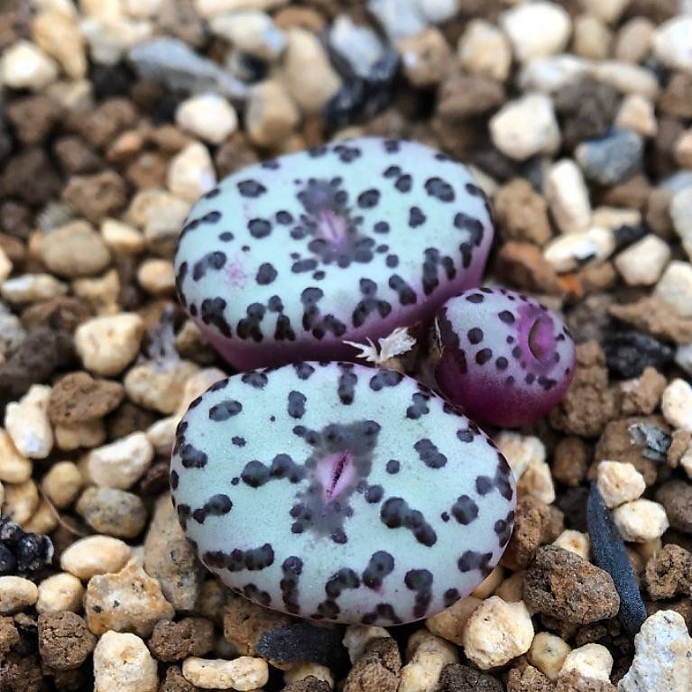 Conophytum Obcordellum