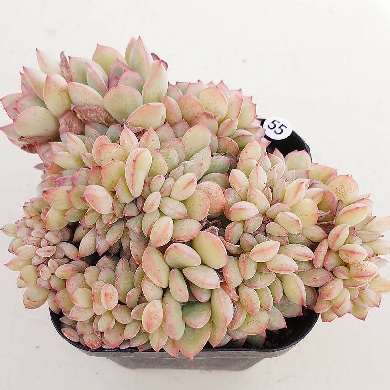 PRESALE Echeveria Brave, (Not so Random)
