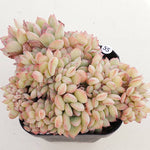 PRESALE Echeveria Brave, (Not so Random)