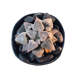 Haworthia Pygmaea ‘Snow’ Hybrid with Offset, (Video)