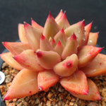 PRESALE Echeveria Psyche, (Not so Random)