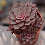 Echeveria Morani, Cluster (Hybrid)