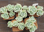 FLASH SALE! PRESALE Echeveria Lovely Rose, Triples and Quadruples, (Random)