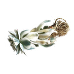 The GOOD, The BAD and The UGLY SALE! Echeveria Lenore Dean