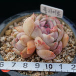 PRESALE Echeveria 'Polite,' (Random)