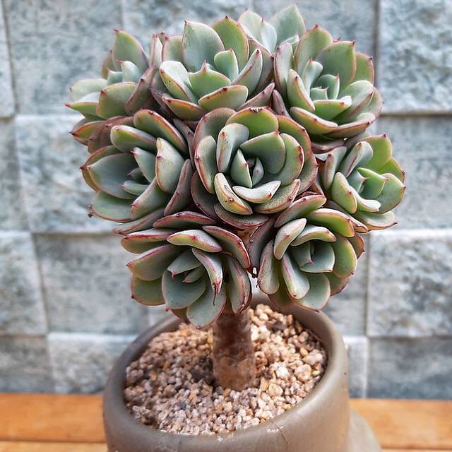 PRESALE Echeveria Atlantis, Tree! (Not so Random) – Cedar Creek