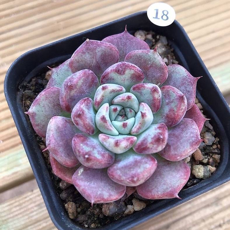 SPECIAL!! JUST CART!! Echeveria Sarahime, (Not so Random)