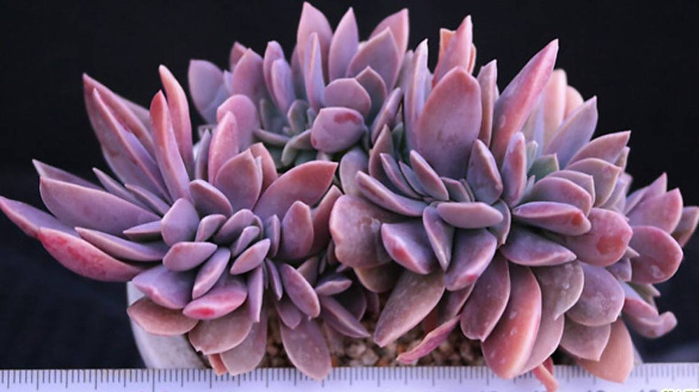 PRESALE Echeveria cv Huthspinke Cristata, (Random)