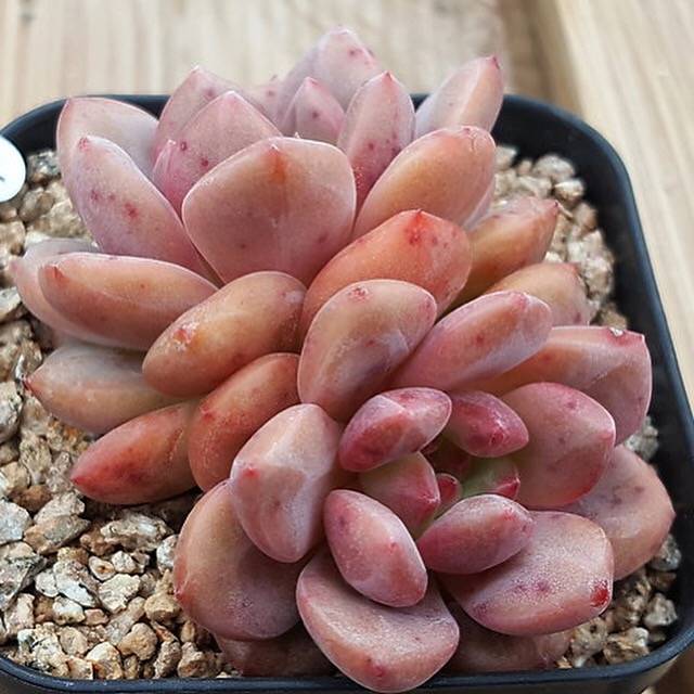 Echeveria Ariel, (Not so Random)