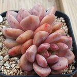 Echeveria Ariel, (Not so Random)