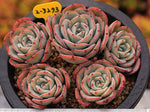 PRESALE Echeveria Atlantis Cluster
