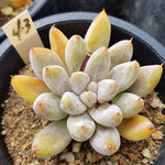 PRESALE Echeveria Tolimanensis, (Random)