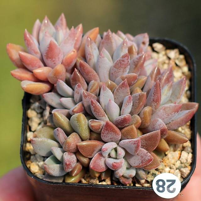 PRESALE Echeveria Sugar Jelly, Cluster (Random)