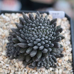 PRESALE Sinocrassula Yunnanensis, (Random)