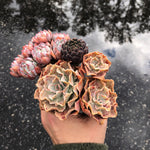 LUNCH BREAK FLASH SALE! PRESALE Echeveria 'Scorpio'