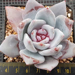 Echeveria Trumso, (Random)